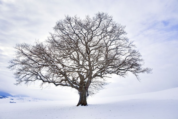Lone Barren Tree